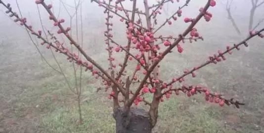 苗木技术：繁育梅花苗木