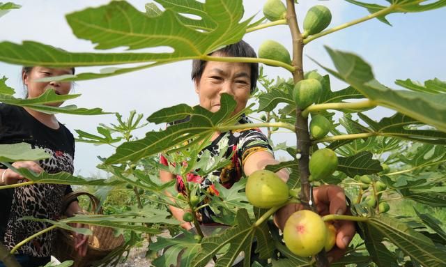 无花果树一直不结果，什么原因造成的？如何让它多结果？