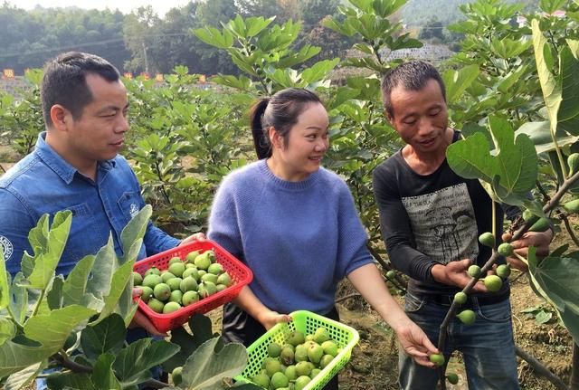 无花果树一直不结果，什么原因造成的？如何让它多结果？