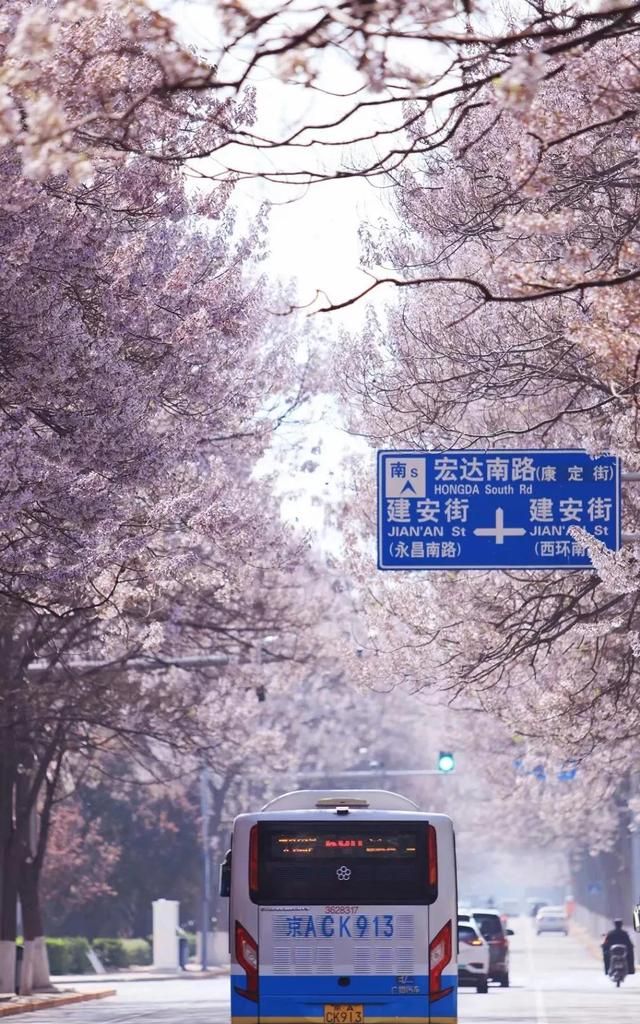 北京的泡桐大道，开满鲜花的路，实景比照片更美