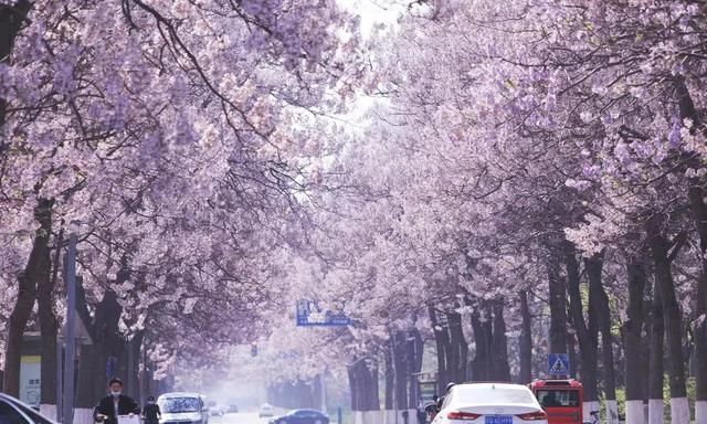 北京的泡桐大道，开满鲜花的路，实景比照片更美