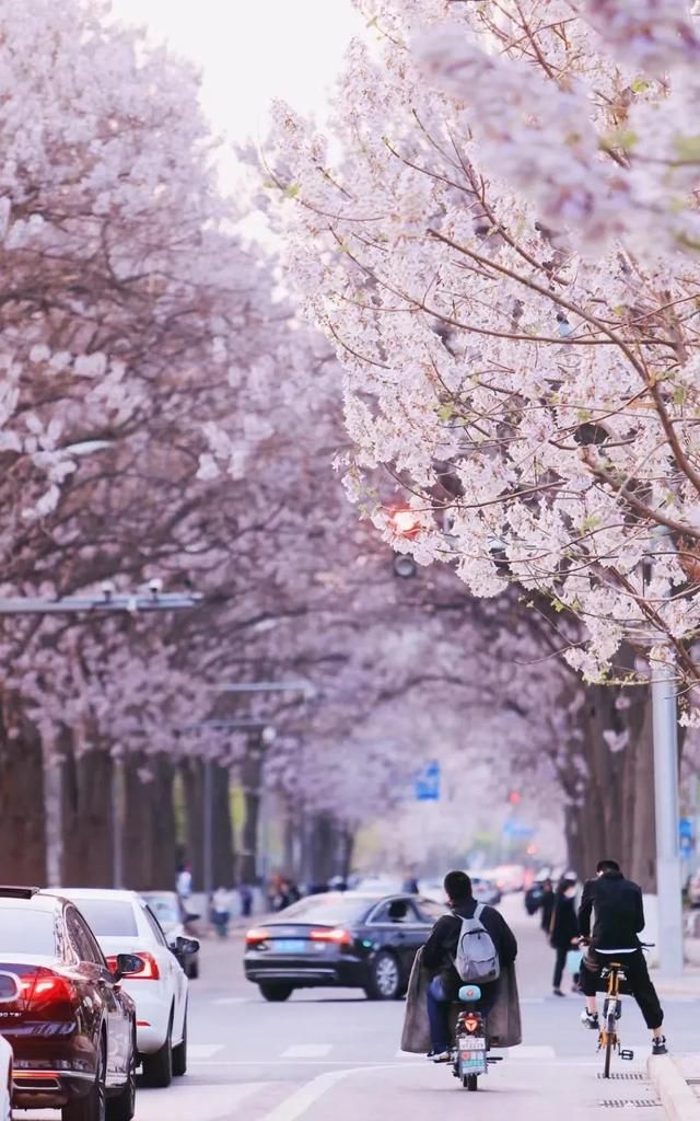 北京的泡桐大道，开满鲜花的路，实景比照片更美