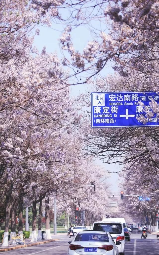 北京的泡桐大道，开满鲜花的路，实景比照片更美