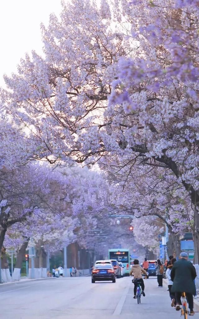 北京的泡桐大道，开满鲜花的路，实景比照片更美