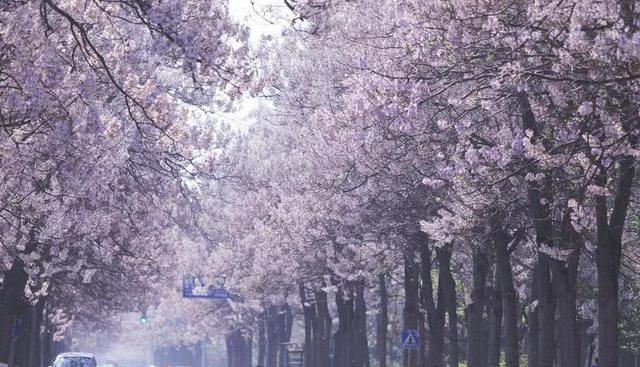 北京的泡桐大道，开满鲜花的路，实景比照片更美