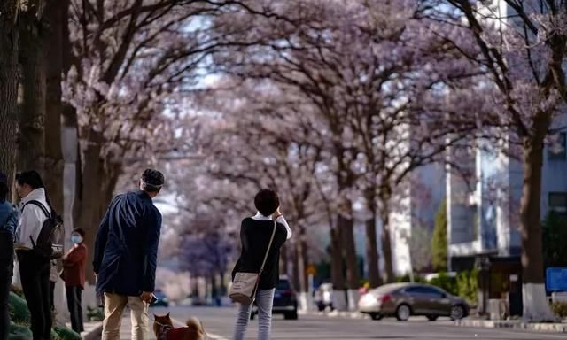 北京的泡桐大道，开满鲜花的路，实景比照片更美