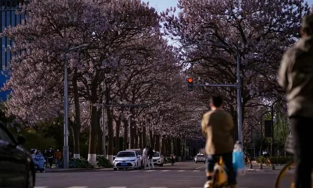 北京的泡桐大道，开满鲜花的路，实景比照片更美