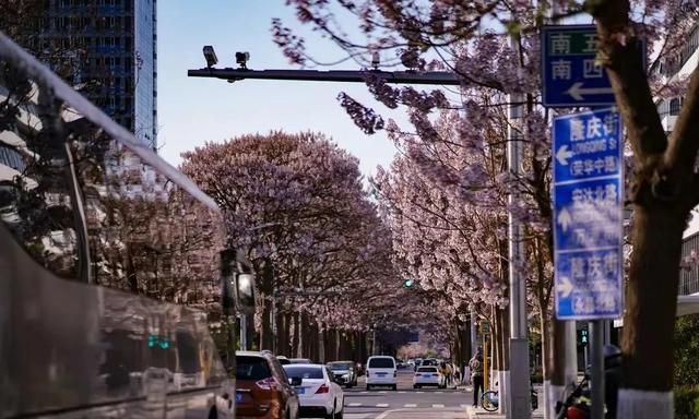 北京的泡桐大道，开满鲜花的路，实景比照片更美