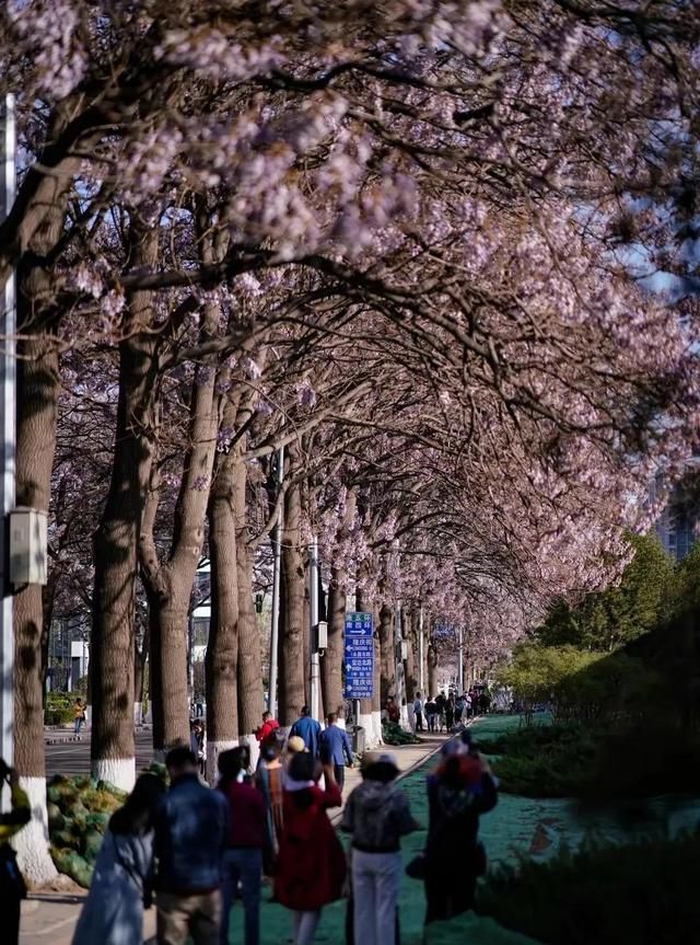 北京的泡桐大道，开满鲜花的路，实景比照片更美