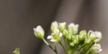 荠菜，古称护生草，时下是养生菜