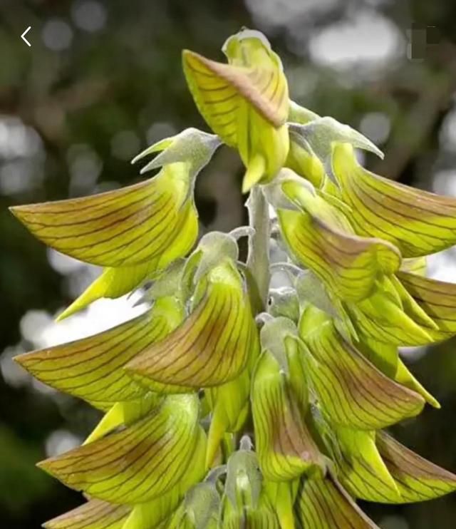 分享一组绝世奇花，一生难得一遇，稀世奇花