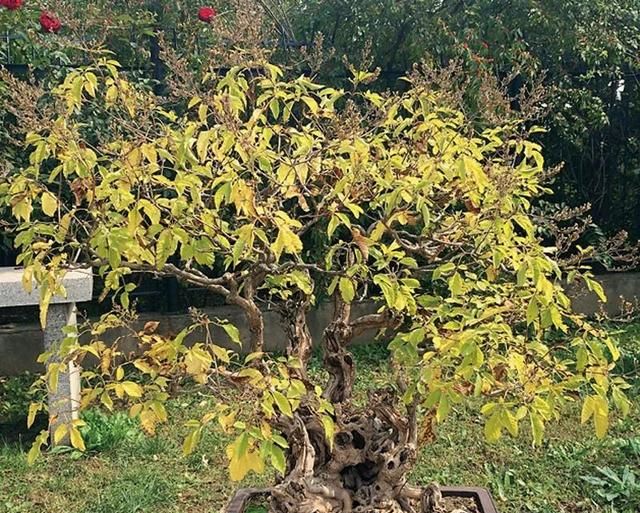 “天生我材”盆景素材排行榜，排名不用记，逮住谁都是金子