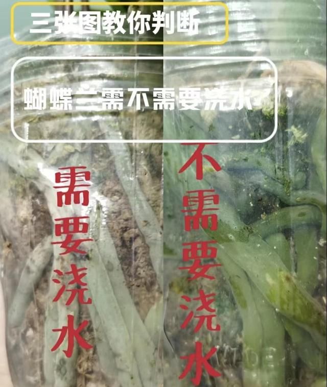 备受推崇的“蝴蝶兰”，为何难逃“被丢弃”的命运？猫腻在这里