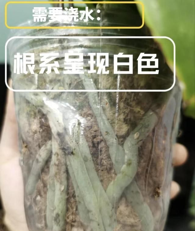 备受推崇的“蝴蝶兰”，为何难逃“被丢弃”的命运？猫腻在这里