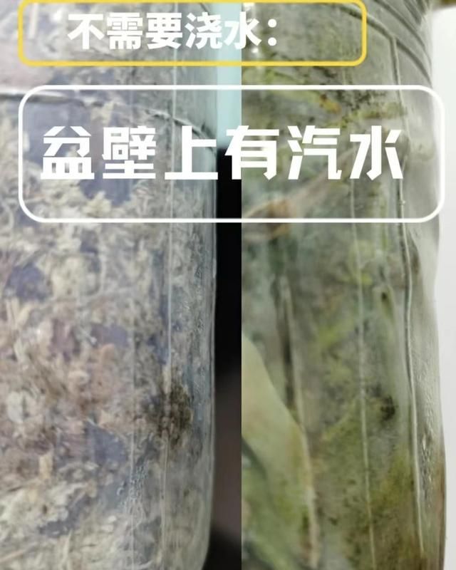 备受推崇的“蝴蝶兰”，为何难逃“被丢弃”的命运？猫腻在这里