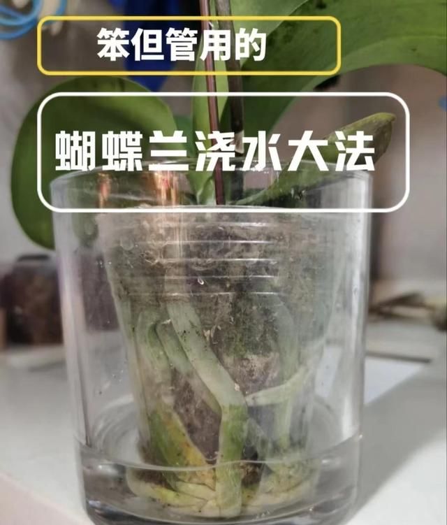 备受推崇的“蝴蝶兰”，为何难逃“被丢弃”的命运？猫腻在这里