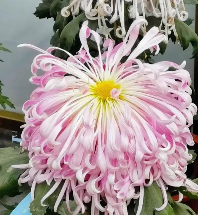 为什么有人说白菊花不好,白菊花黄菊花适合家里养吗图2