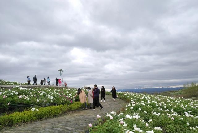 为什么有人说白菊花不好,白菊花黄菊花适合家里养吗图14