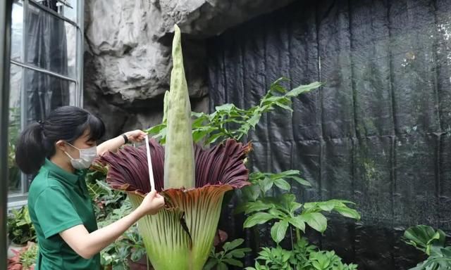 传说中的“食人花”开花了，花期仅48小时