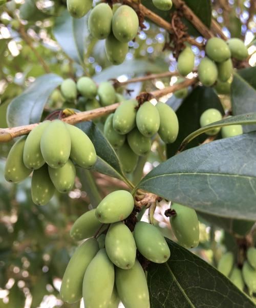 桂花树的结果特性、果实成分及用途