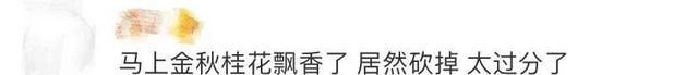 成都300年桂花巷内桂花树全被砍，官方回应来了