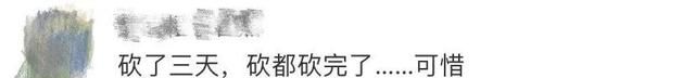 成都300年桂花巷内桂花树全被砍，官方回应来了