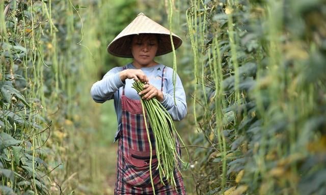 豇豆高产种植有技巧？老师傅教你6点，豇豆多开花、多结荚