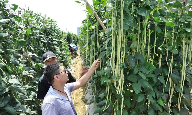 豇豆高产种植有技巧？老师傅教你6点，豇豆多开花、多结荚