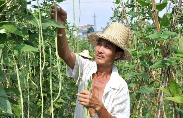 豇豆高产种植有技巧？老师傅教你6点，豇豆多开花、多结荚