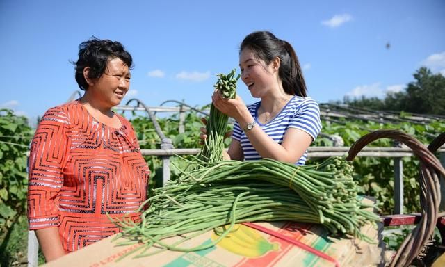 豇豆高产种植有技巧？老师傅教你6点，豇豆多开花、多结荚