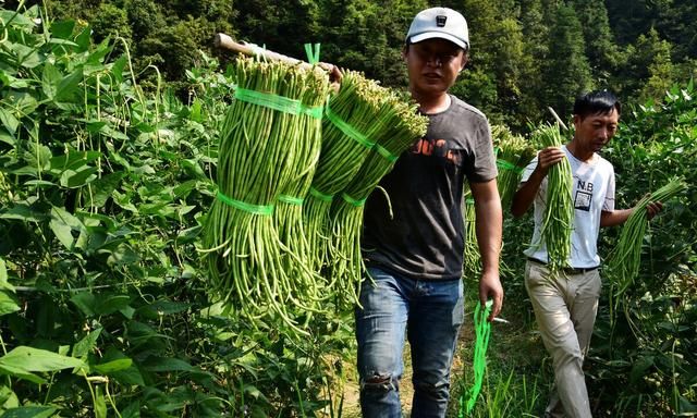 豇豆高产种植有技巧？老师傅教你6点，豇豆多开花、多结荚