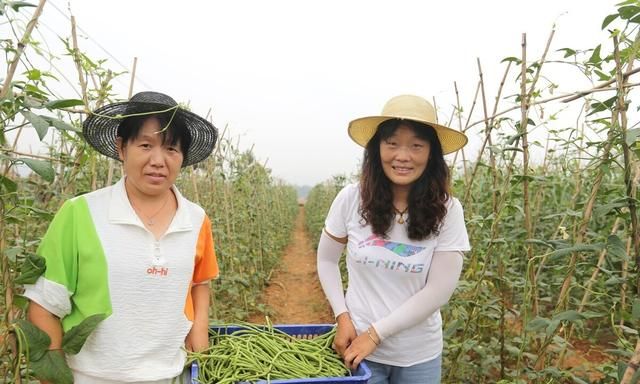 豇豆高产种植有技巧？老师傅教你6点，豇豆多开花、多结荚