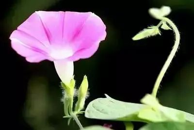 100种花的花语，太全了！