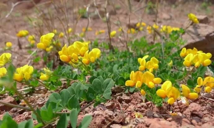 13种最适宜养在夹缝中的植物(室内适合养什么植物最容易活)图6