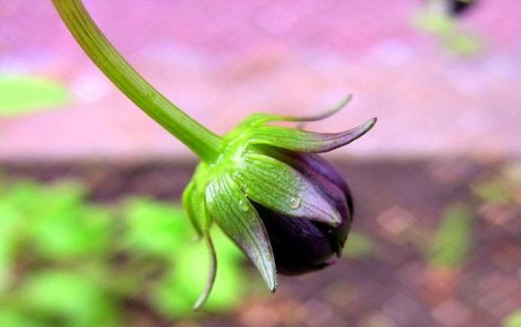 具有神奇浓郁巧克力香味的波斯菊—巧克力秋英