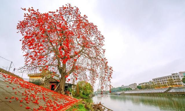 冬天开的100种花（二）乔木花卉：木棉、异木棉、玉兰、紫荆