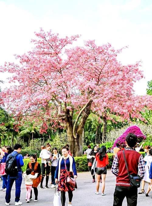 冬天开的100种花（二）乔木花卉：木棉、异木棉、玉兰、紫荆