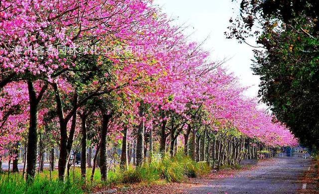 冬天开的100种花（二）乔木花卉：木棉、异木棉、玉兰、紫荆