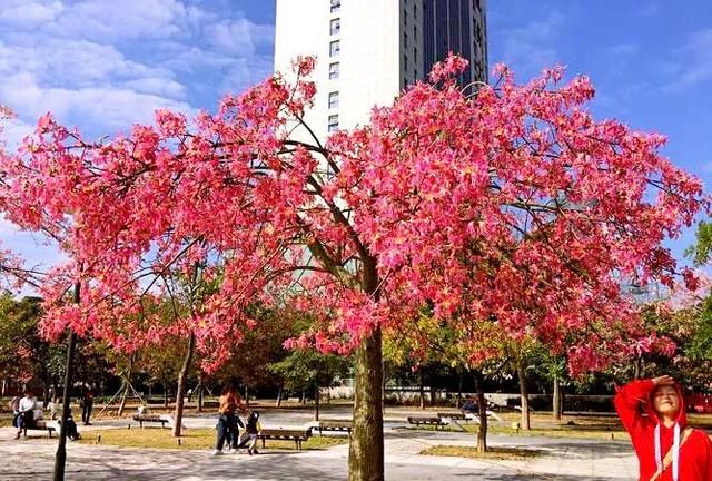 冬天开的100种花（二）乔木花卉：木棉、异木棉、玉兰、紫荆