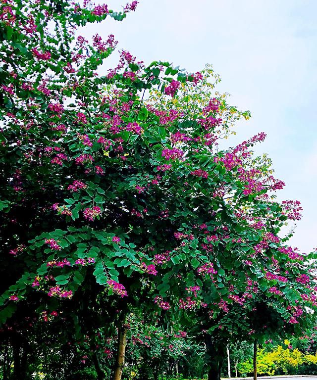 冬天开的100种花（二）乔木花卉：木棉、异木棉、玉兰、紫荆