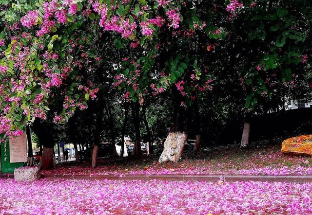 冬天开的100种花（二）乔木花卉：木棉、异木棉、玉兰、紫荆