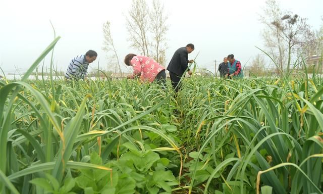 2020年蒜苔行情火爆，蒜农亩收益超6000元，为何还忧心忡忡