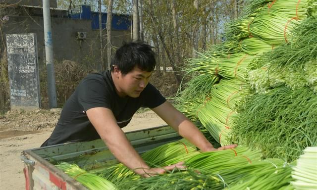 2020年蒜苔行情火爆，蒜农亩收益超6000元，为何还忧心忡忡