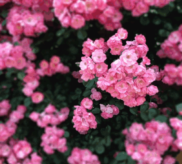 分享图片，姹紫嫣红蔷薇花