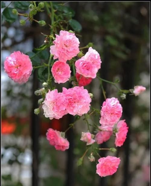 分享图片，姹紫嫣红蔷薇花