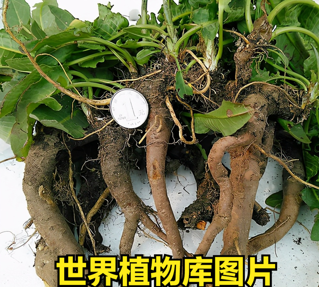 这种植物敢让世界再无饥饿