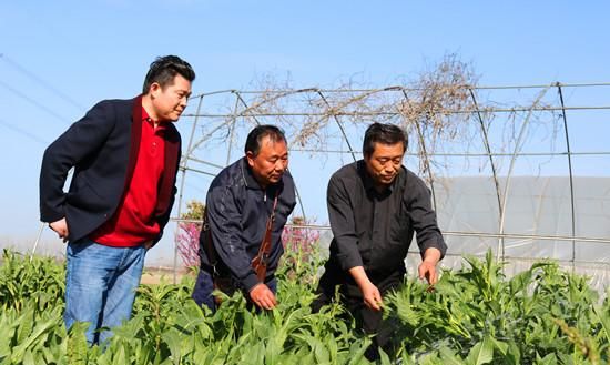 这种植物敢让世界再无饥饿