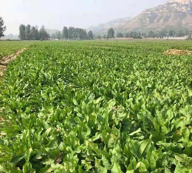 这种植物敢让世界再无饥饿