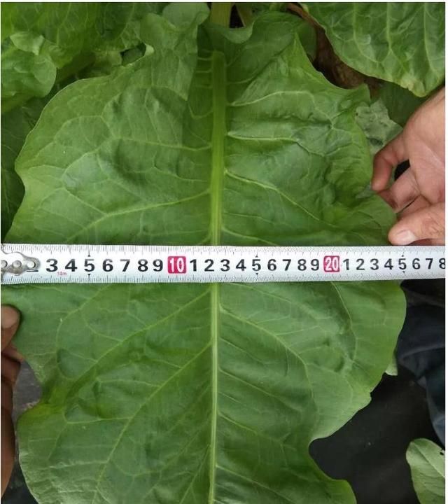 这种植物敢让世界再无饥饿