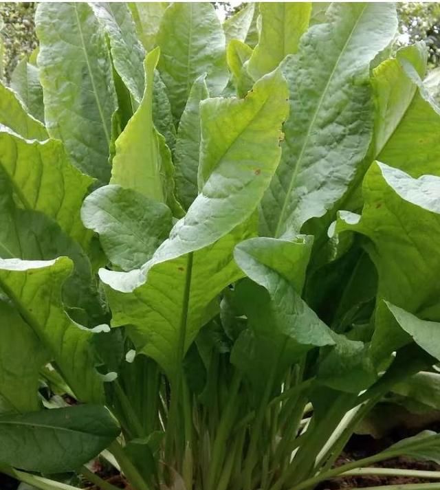 这种植物敢让世界再无饥饿